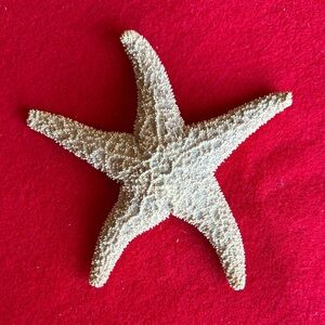 Natural Sugar Starfish